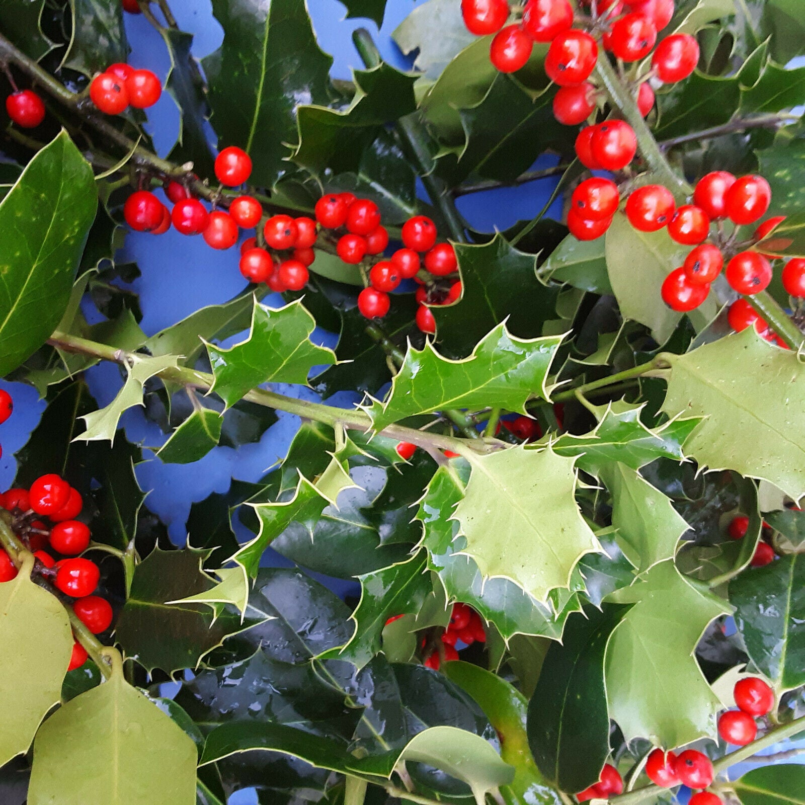 RTS | Real Fresh Holly Branches With Berries